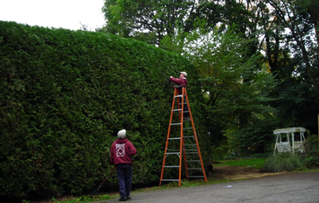Brendan Gibbons Co. crew pruning a tall arborvitae hedge from a ladder