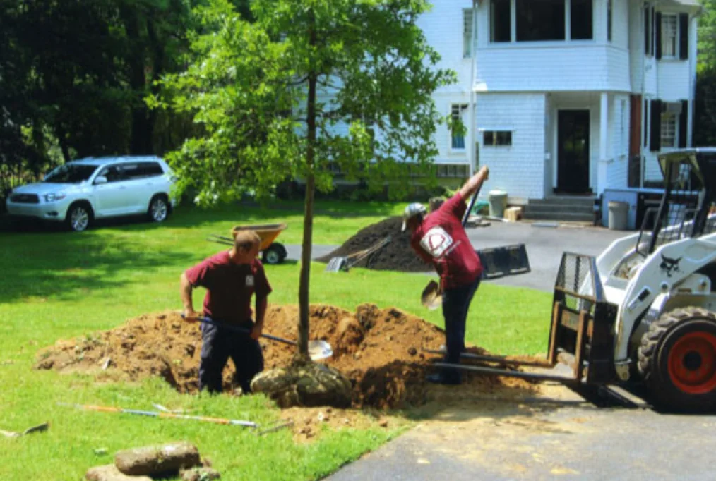 Specimen tree planting